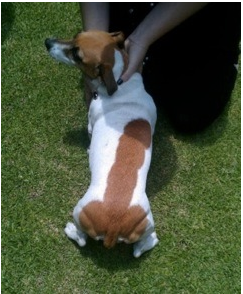 Dog with Penis Shape in Fur - andthisiswhywerefriends